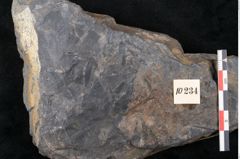 Foto (Detailansicht) von Flabellaria sublongirhachis Ettingshausen (NHMW-GEO-2024-0188-10234)